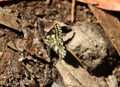 Catasticta semiramis