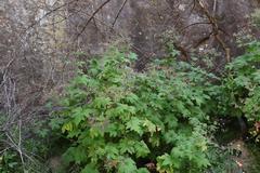 Pelargonium hispidum