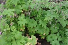 Pelargonium hispidum
