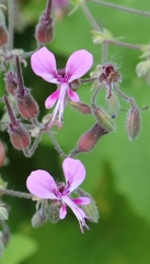 Pelargonium hispidum