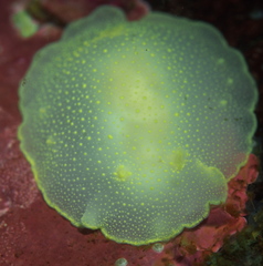 Cadlina laevis