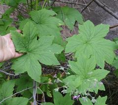 Pelargonium hispidum