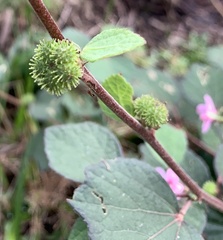 Urena lobata image