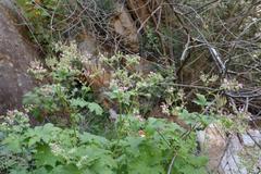 Pelargonium hispidum
