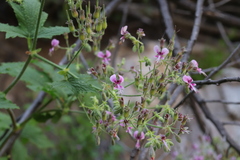 Pelargonium hispidum