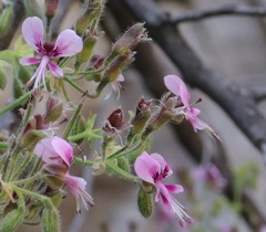 Pelargonium hispidum