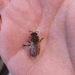 Apis mellifera
