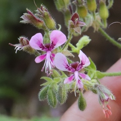 Pelargonium hispidum
