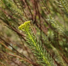 Athanasia vestita