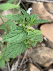 Leucas glabrata