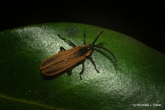 Trichalus ampliatus