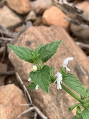 Leucas glabrata