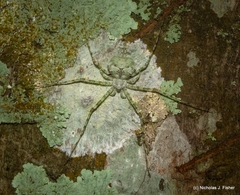 Tamopsis tweedensis