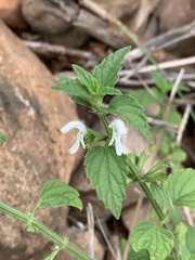 Leucas glabrata