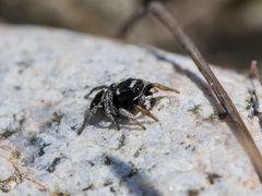 Pellenes geniculatus