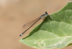 Ischnura evansi
