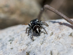 Pellenes geniculatus