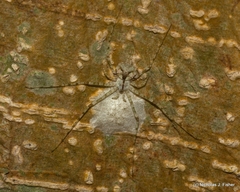 Tamopsis tweedensis