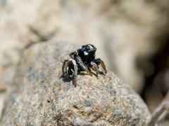 Pellenes geniculatus