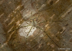 Tamopsis tweedensis