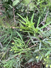 Maerua rosmarinoides