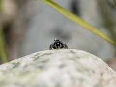 Pellenes geniculatus