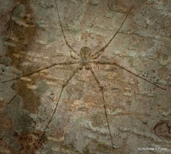 Tamopsis tweedensis