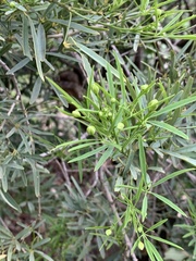 Maerua rosmarinoides