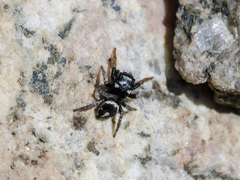 Pellenes geniculatus