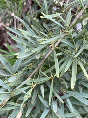 Maerua rosmarinoides