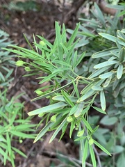 Maerua rosmarinoides