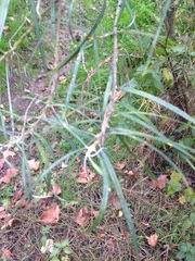 Salix eleagnos