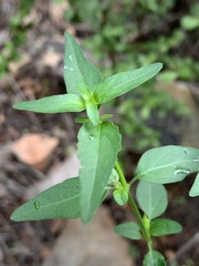 Justicia protracta protracta