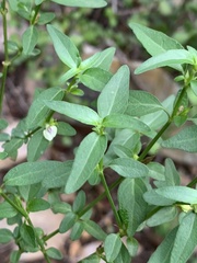 Justicia protracta protracta