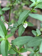 Justicia protracta protracta