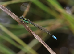 Ischnura filosa