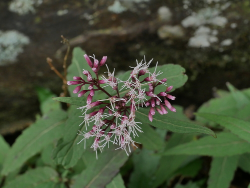 Image of Eupatorium chinense by (c) Jacy Chen, some rights reserved (CC BY)