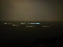 Noctiluca scintillans