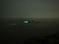 Noctiluca scintillans