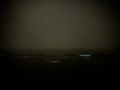 Noctiluca scintillans