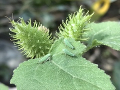Graphocephala cythura