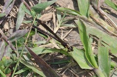 Heliocypha fenestrata