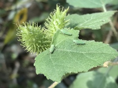 Graphocephala cythura