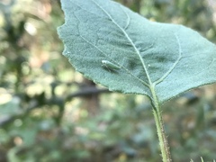 Graphocephala cythura