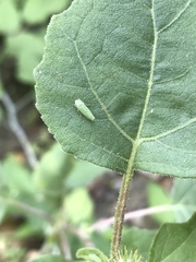 Graphocephala cythura