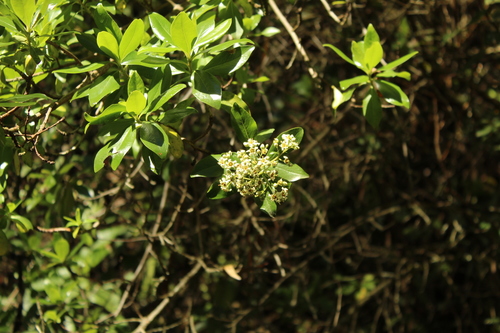 Escallonia paniculata (Escallonia paniculata)
