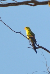 Polytelis anthopeplus