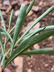 Pavetta glaucophylla