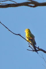 Polytelis anthopeplus