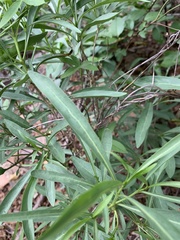 Pavetta glaucophylla